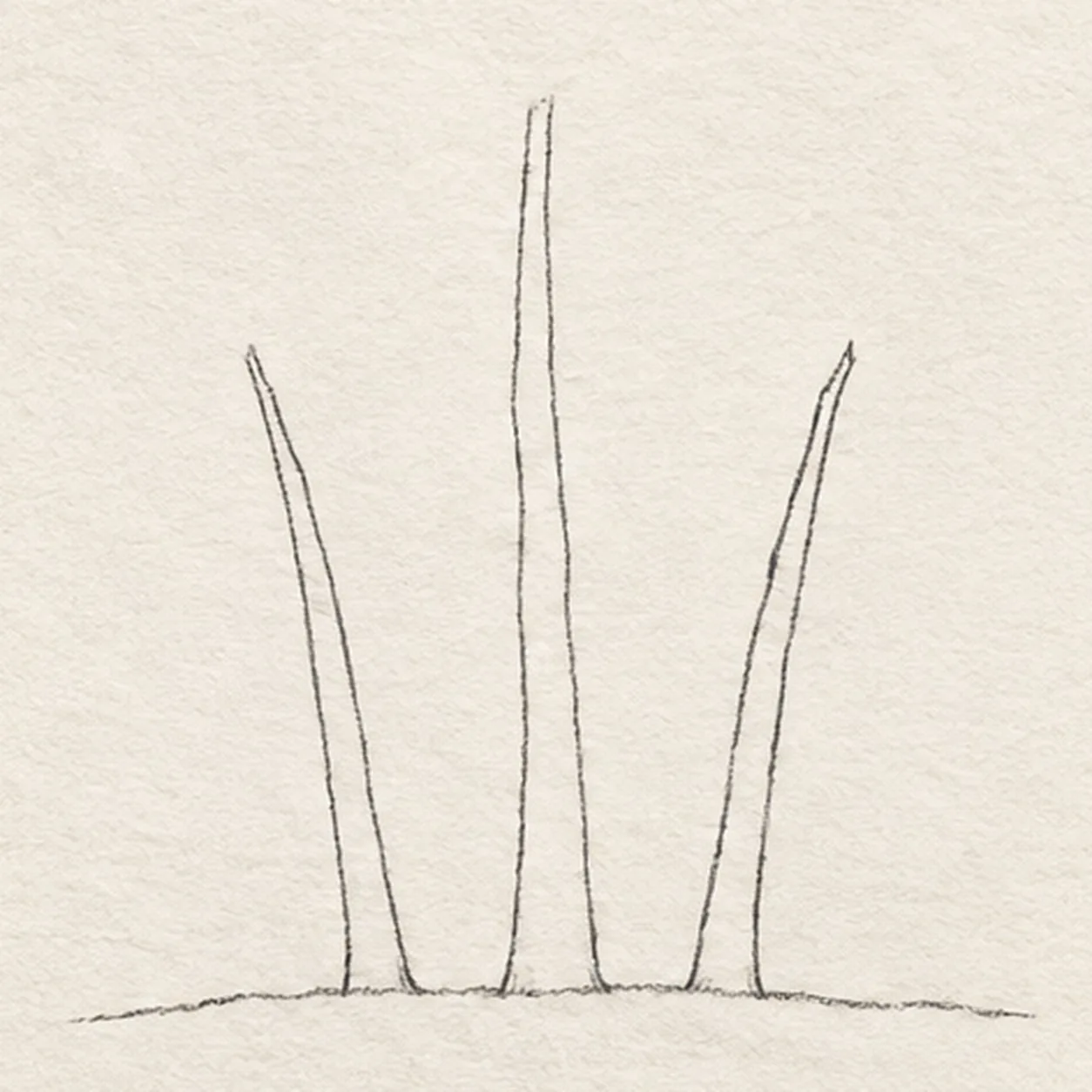 Set the three trunks stage for how to draw an autumn birch grove