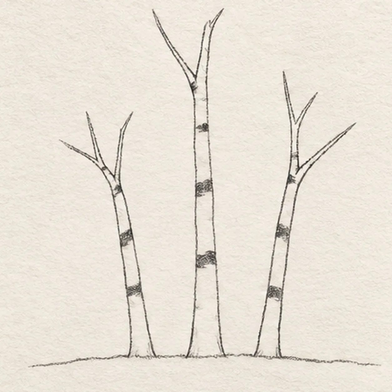 Break up the birch bark stage for how to draw an autumn birch grove