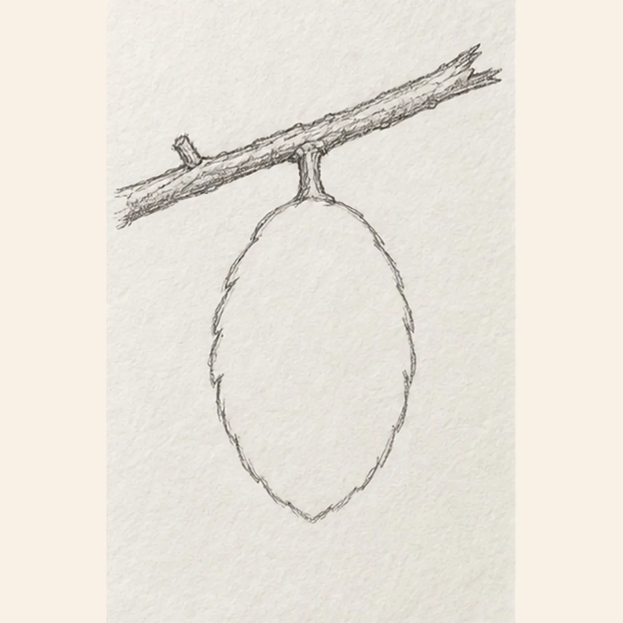 Hang the cone from the branch stage for how to draw a pinecone on a branch