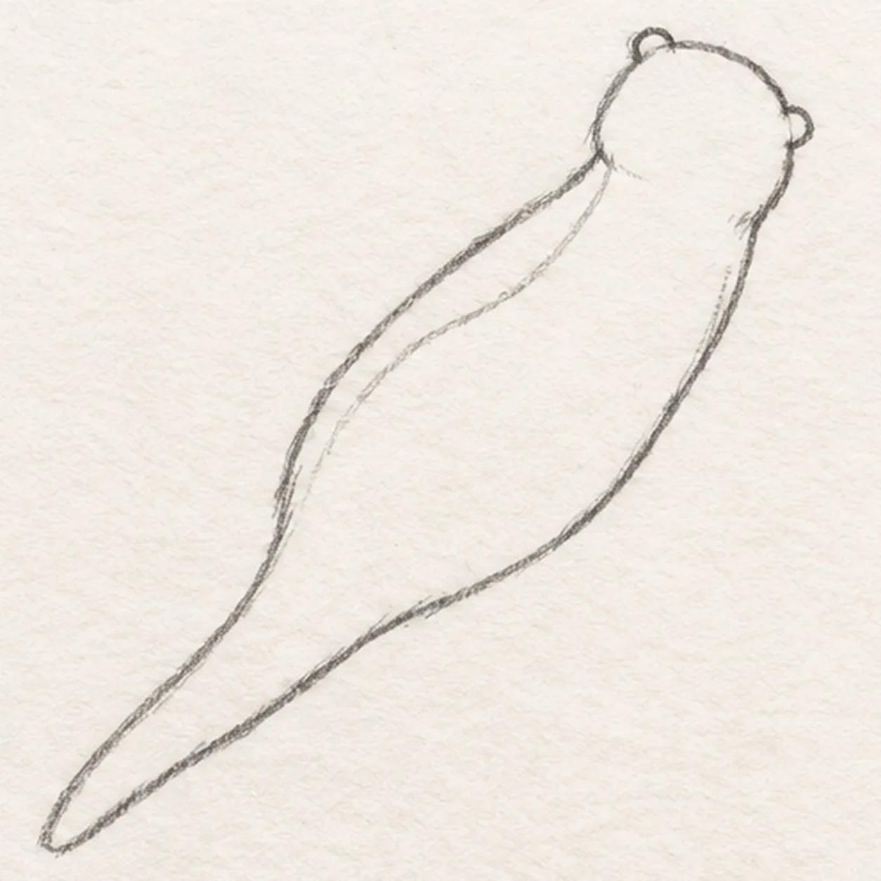 Close the body and tail stage for how to draw a floating river otter