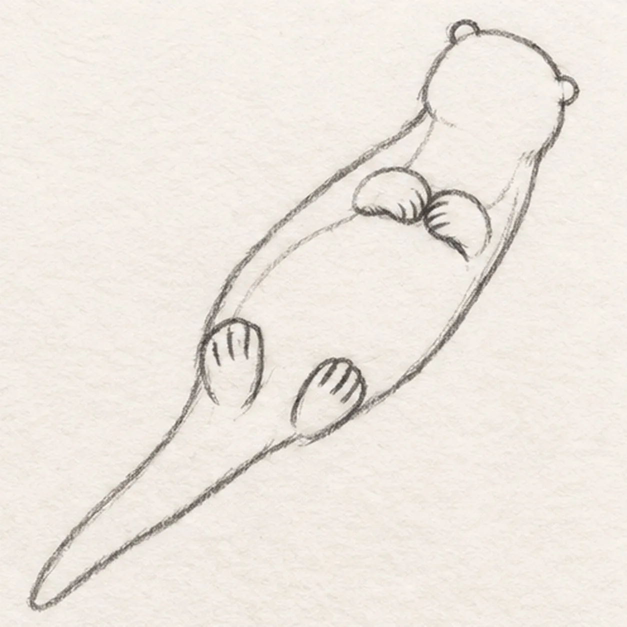 Rest all four paws stage for how to draw a floating river otter